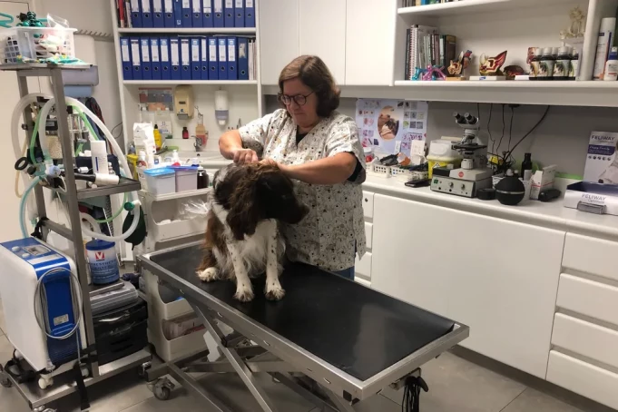 Dierenarts in de buurt Oudenaarde, Oost-Vlaanderen