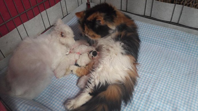 Raskatten fokken Buggenhout, Oost-Vlaanderen