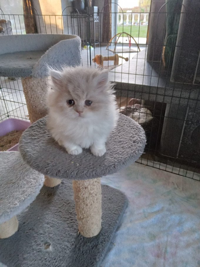 Raskatten fokker Buggenhout, Oost-Vlaanderen