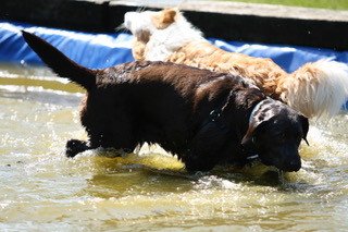 Positieve training honden Asse, Vlaams-Brabant