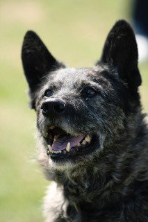 Lessen speuren Asse, Vlaams-Brabant