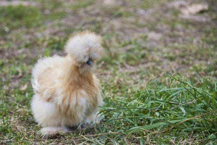 118961543_s.jpg - Austrapluim, Kalmthout