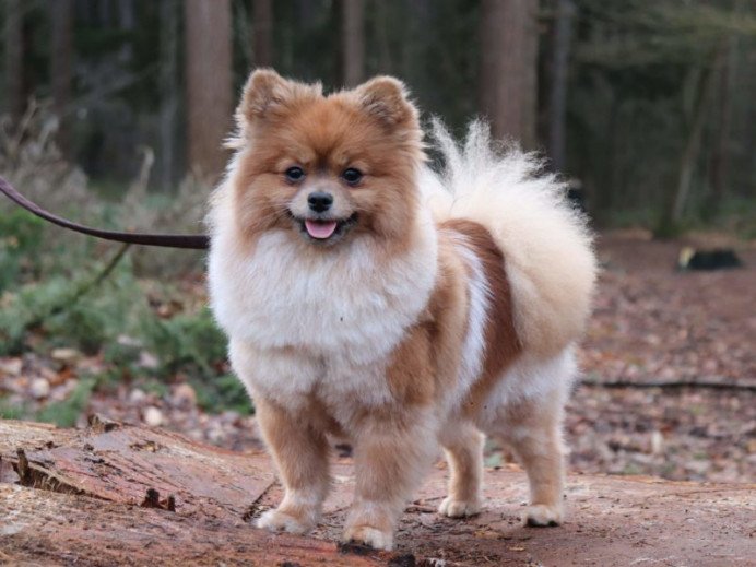 Pomeriaan-zarah-800x600.jpeg - Adogs, Hoogstraten