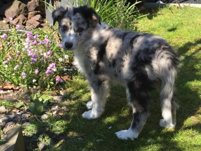 Shep-800x600.jpg - Adogs, Hoogstraten