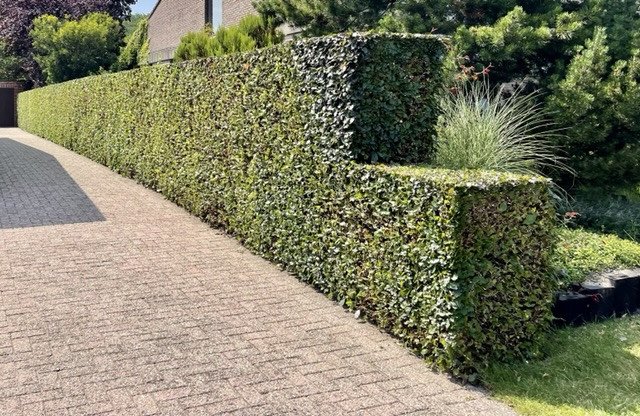 Aanplanting - KDB Tuinen, Beerse