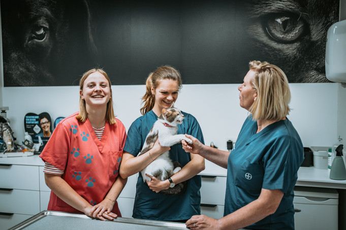 Dierenarts in de buurt Dendermonde, Oost-Vlaanderen