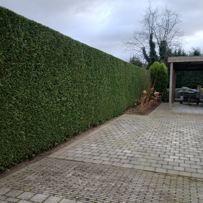 Aanleg oprit in klinkers Balen, Antwerpen